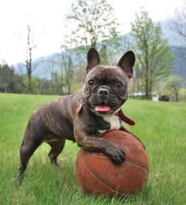 Prancūzų buldogas ar mopsas Bugivugi