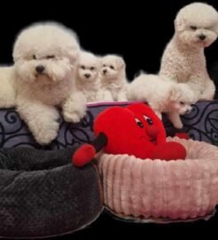 Kilmingi Garbanotieji bišonai