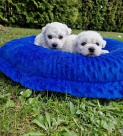 Kilmingi Garbanotieji bišonai