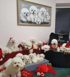 Kilmingi Garbanotieji bišonai