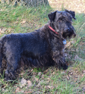 Čekų terjeras juodu kailiu žolėje Bugivugi