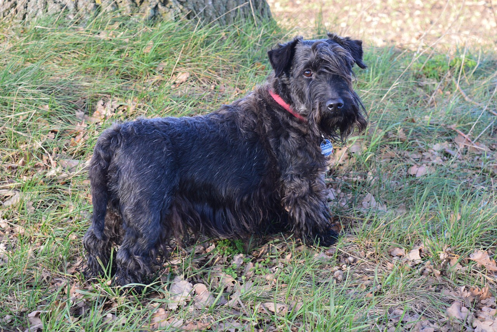 Čekų terjeras juodu kailiu žolėje Bugivugi