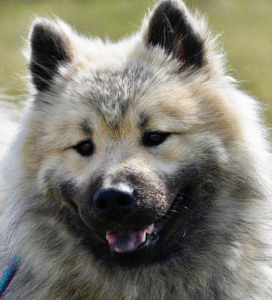 Eurazijos špicas Bugivugi