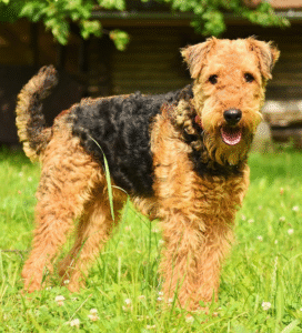 Erdelio terjeras Bugivugi