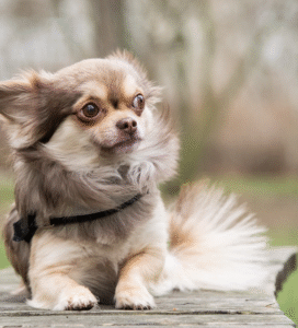 Čihuahua ilgaplaukis rudai baltas Bugivugi