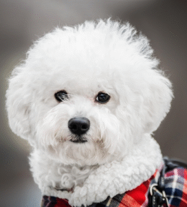Garbanotasis bišonas mažas žaismingas šuo su pūkuotu baltu kailiu Bugivugi