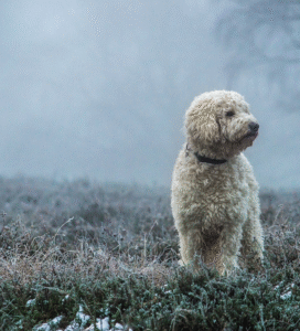 Goldendoodle šuo Bugivugi