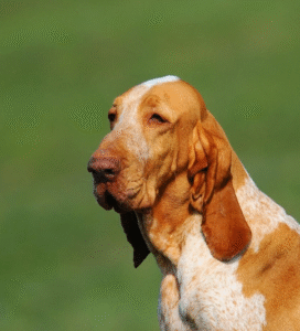 Italų pointeris Bugivugi