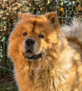 Čiau čiau su storu auksiniu kailiu Bugivugi