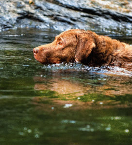 Česapyko įlankos retriveris plaukia upėje Bugivugi
