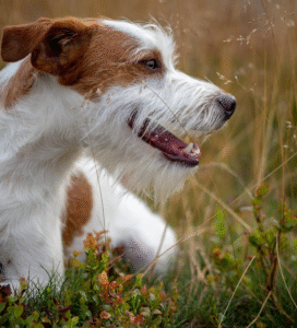 Kromforlenderis šuo Bugivugi
