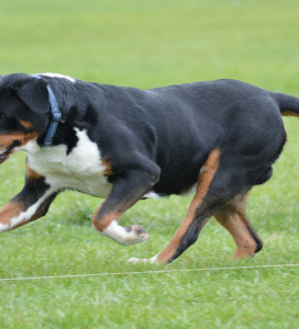Didysis Šveicarų zenenhundas bėga pievoje Bugivugi
