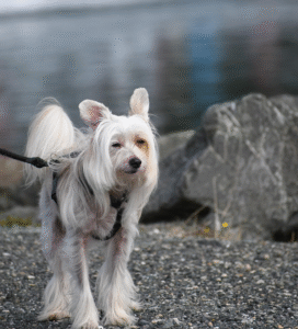 Kinų kuoduotasis šuo Bugivugi