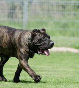 Kanarų dogas šuo Bugivugi