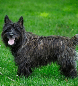 Kernterjeras šuo Bugivugi