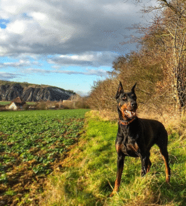 Dobermanas stovi gamtoje ir stebi aplinką Bugivugi