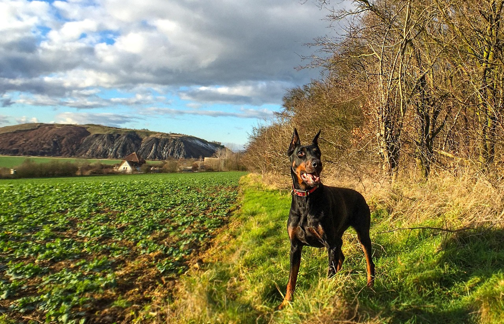 Dobermanas stovi gamtoje ir stebi aplinką Bugivugi