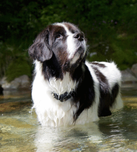 Landsyras šuo Bugivugi