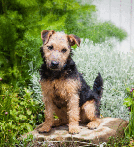 Leiklendo terjeras šuo Bugivugi