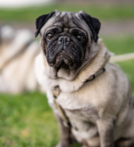 Mopsas šuo Bugivugi