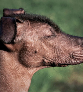 Meksikos beplaukis šuo Xolo Bugivugi