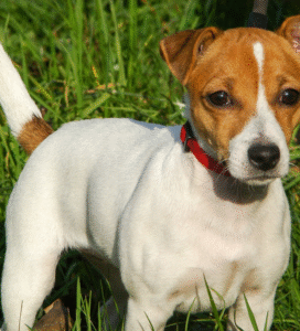 Džeko Raselo terjeras žolėje Bugivugi