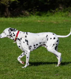 Dalmatinas dėmėtas aktyvus šuo Bugivugi