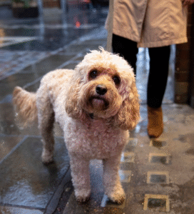 Dendžio Dinmonto terjeras Bugivugi