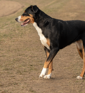 Entlebucho zenenhundas Bugivugi