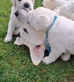 Kilmingi Labradoro retriverių veislės šuniukai