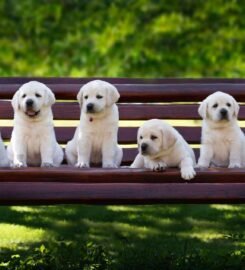 Kilmingi Labradoro retriverių veislės šuniukai