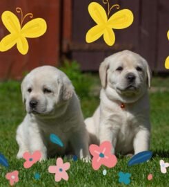 Kilmingi Labradoro retriverių veislės šuniukai