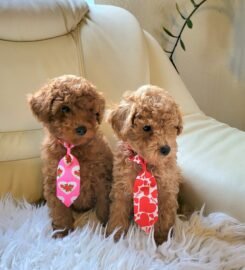 Nykštukiniai pudeliukai