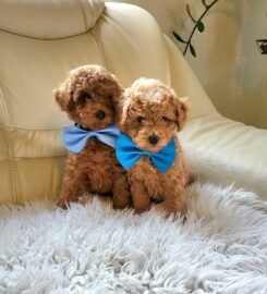 Nykštukiniai pudeliukai