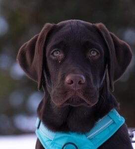 Labradoras ar auksaspalvis retriveris | Kuris šuo geriau šeimai Bugivugi