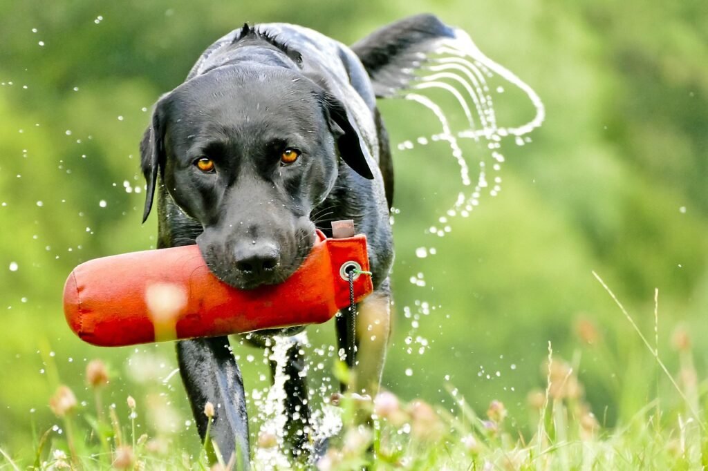 Labradoro retriveris su žaislu lauke Bugivugi