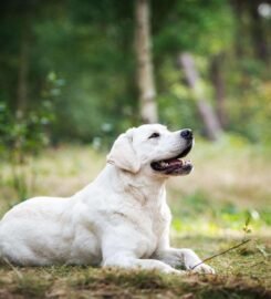 Kilmingi Labradoro retriverių veislės šuniukai