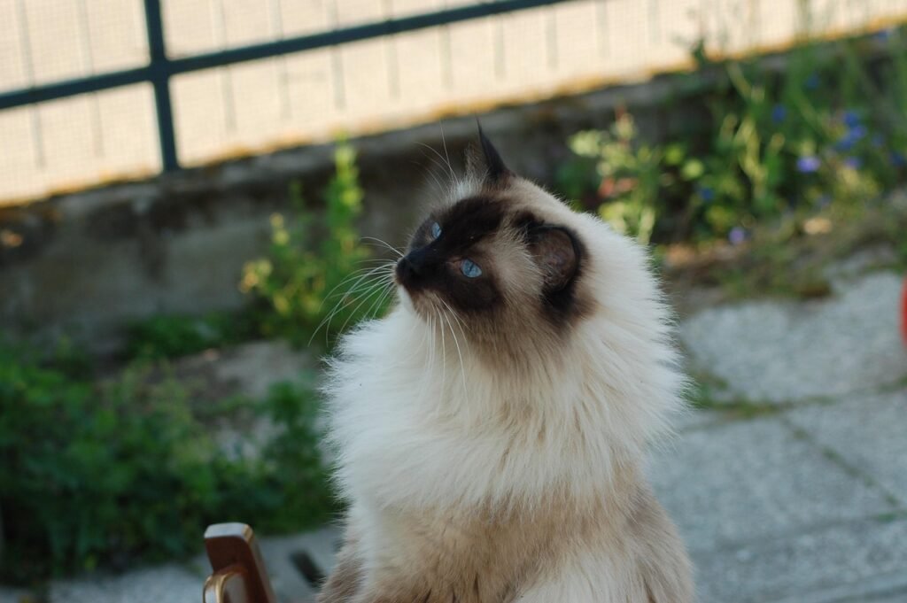 Siamo katė ir ragdoll palyginimas Bugivugi