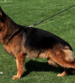 Vokiečių aviganiai