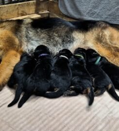 Vokiečių aviganiai