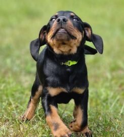 Lietuvių skalikų šuniukai