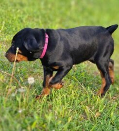 Lietuvių skalikų šuniukai