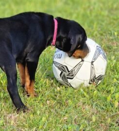 Lietuvių skalikų šuniukai