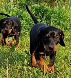 Lietuvių skalikų šuniukai