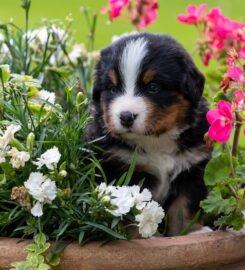 Berno zenenhundų šuniukai su kilmės dokumentais