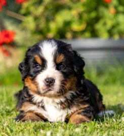 Berno zenenhundų šuniukai su kilmės dokumentais
