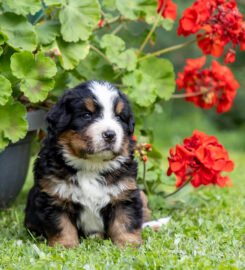 Berno zenenhundų šuniukai su kilmės dokumentais