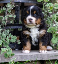 Berno zenenhundų šuniukai su kilmės dokumentais