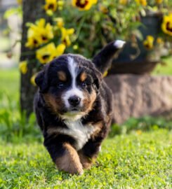 Berno zenenhundų šuniukai su kilmės dokumentais