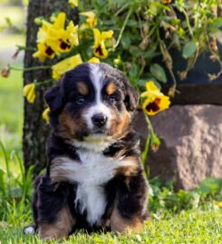 Berno zenenhundų šuniukai su kilmės dokumentais